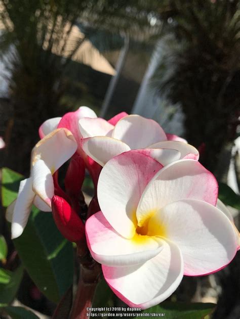 ► plumeria varieties a to z, we will see plumeria varieties, plumeria or frangipani are small plants or trees and are native to tropical areas.the flowers. Plumerias: Plant Care and Collection of Varieties - Garden.org