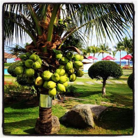 Vegetation of a tropical white beach with coconut trees. Small coconut tree - Picture of Bohol Beach Club, Panglao ...