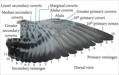 Avian Wing Anatomy