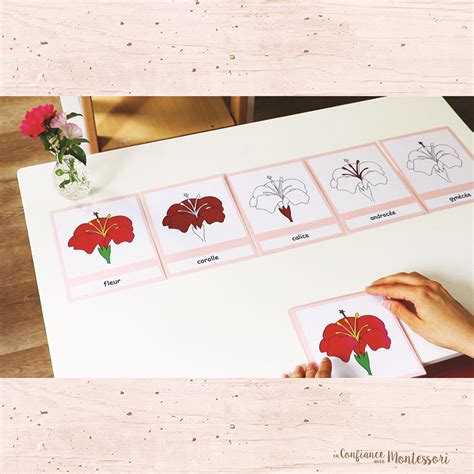 Cartes De Nomenclature Montessori Sur Le Thème De La Fleur