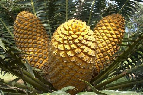 Gymnosperms Definition Examples And Reproduction