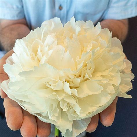 Bowl Of Cream Peony Buy Online Brecks