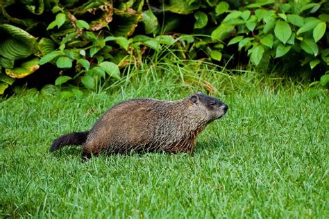 The Best Ways to Rid Your Yard of Groundhogs | Get rid of groundhogs