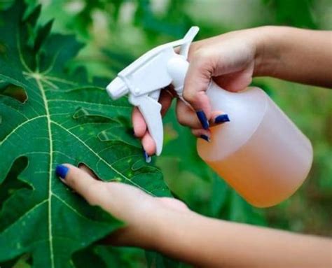 Cómo hacer y aplicar Insecticidas caseros y orgánicos Eco Jardín Mágico