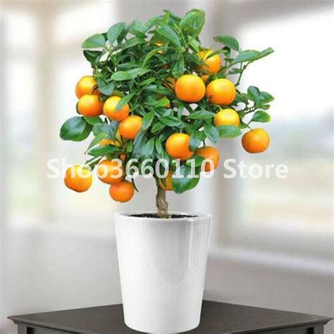 Fruit Plant Bonsai Orange Seedsplants Potted Edible Tangerine Citrus