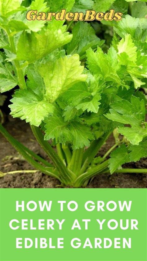 How To Grow Celery At Your Edible Garden Container Gardening