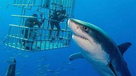 This Might Be The Largest Great White Shark Ever Caught On Camera