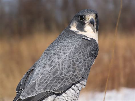 Peregrine Falcons Are Flying High Again In Return To Irish Skies