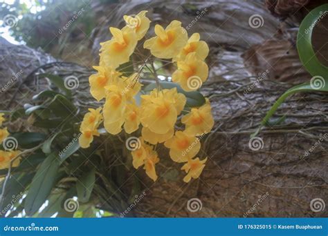 Yellow Orchids Bunch Of Yellow Honey Fragrant Orchid Dendrobium Aggregatum Var Majus On Large