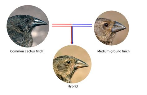 Gene Flow Between Species Influences Evolution In Darwins Finches
