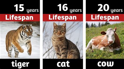 Comperison Lifespan Of Different Animals Youtube