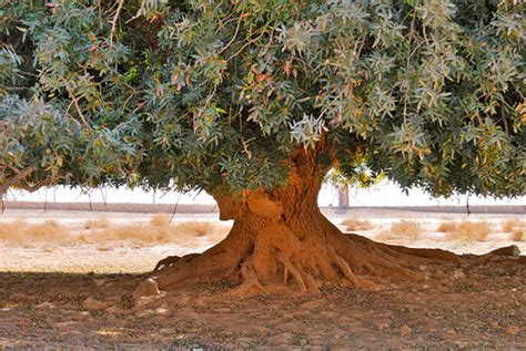 Last Living Sahabi Ra Tree Touched By The Holy Prophet Sws