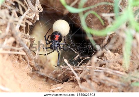 Black Widow Spider Egg Sac Stock Photo 1555623803 Shutterstock
