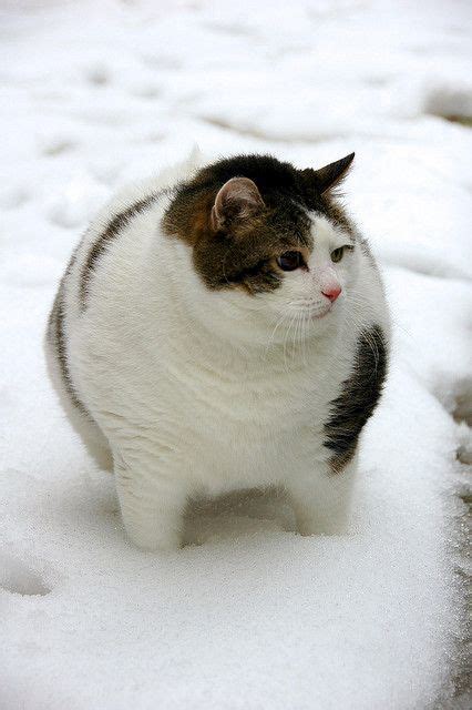 33 Popular Fat Cat Photos That Will Improve Your Day Fallinpets