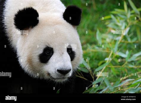 Giant Panda Ailuropoda Melanoleuca Portrait Captive Zoo Parc De
