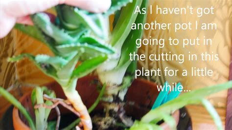We did not find results for: House plant Aloe Vera Plant - two methods - YouTube