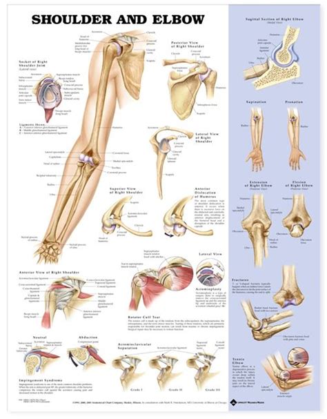 Elbow Joint Anatomy Diagram Simple Shoulder And Elbow Anatomical