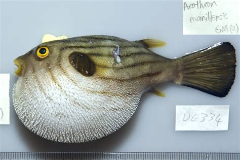Narrow Lined Pufferfish Arothron Manilensis Proce1822 The
