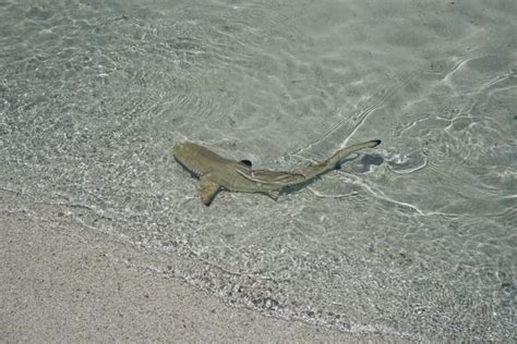 Baby Shark Is In Danger Nature And Wildlife Discovery