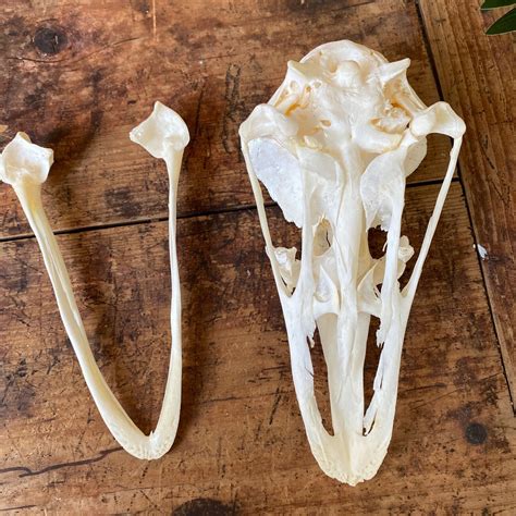 Real Ostrich Skull Taxidermy After Cleaned And Bleached Bone Etsy