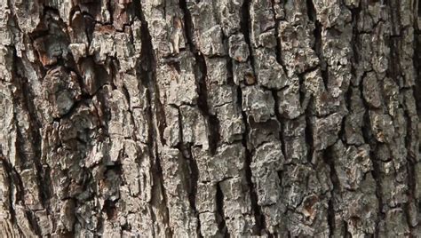 Close Up Of Pear Tree Bark Stock Footage Video 6049181