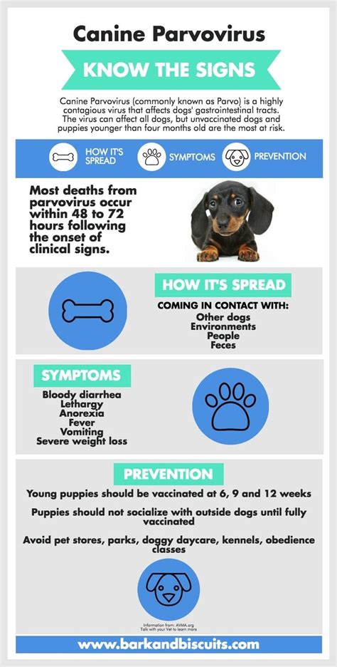 Parvo In Dogs Signs Symptoms Treatment Ph