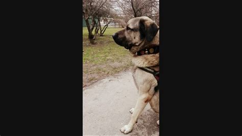 Generally, strongest dog breeds are those having the physical ability to do intricate tasks such as weight pulling etc, irrespective of the size. Turkish Kangal - The Strongest Dog in the World - YouTube