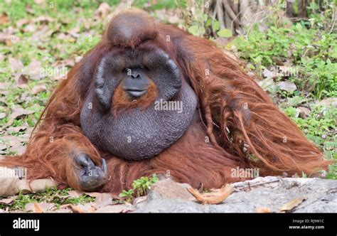 Portrait Of Big Male Orangutan Stock Photo Alamy