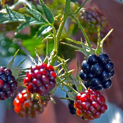 Therapeutic uses, benefits and claims of blackberry. Blackberries: Origins - Consumption - Nutrition Facts ...