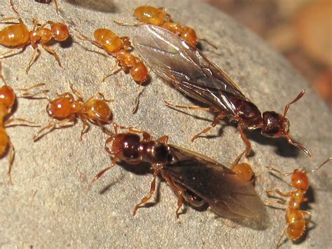 The Joyce Road Neighborhood Citronella Ant Swarm
