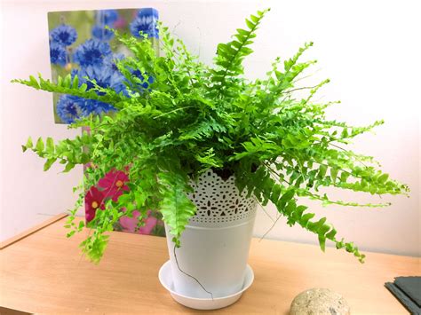 1 Live Boston Fern Large House Plant Pot Indoor Tropical