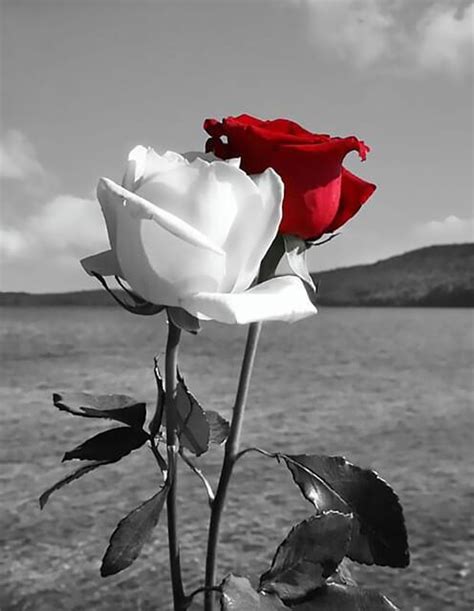 Find the perfect black and white rose stock illustrations from getty images. Red and White Rose | 5D Diamond Painting Kits | OLOEE