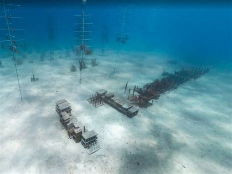 Tiktok Shows Coral Nursery That Looks Like Underwater Town The Courier Mail