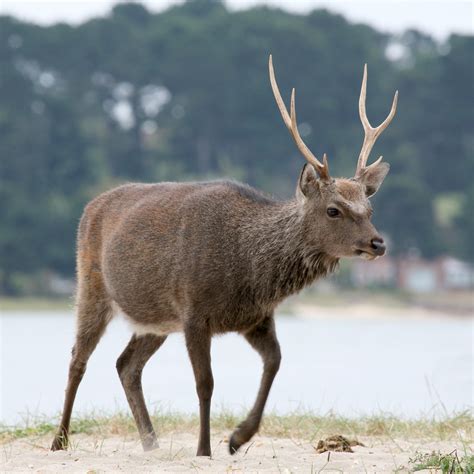 Sika Deer Cervus Nippon Photographed At Shipstal Point I Flickr