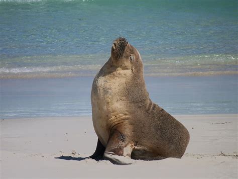 Australian Sea Lion Neophoca Cinerea Australia John Tomsett Flickr