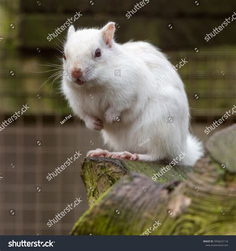 Albino Chipmunk Sitting Tree Stock Photo 1856625118 Shutterstock