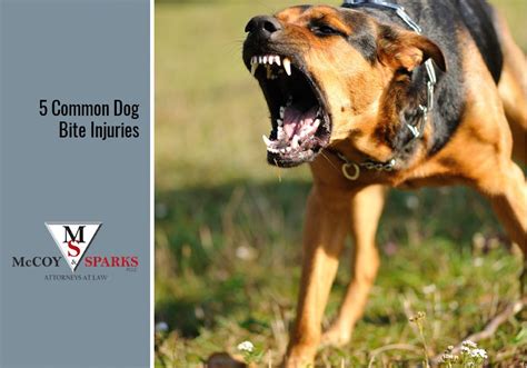 5 Common Dog Bite Injuries Mccoy And Sparks Attorneys At Law