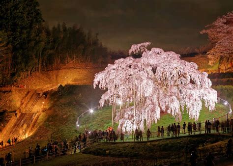 Celebrated For Centuries The 5 Great Japanese Sakura Trees Live