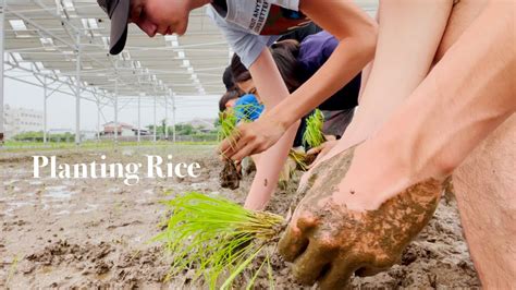 Planting Rice Experience 🌾 Daily Life In Japan Relax With Me Youtube