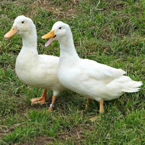 Baby ducks will require a continous artificial heat source like a heat lamp or globe lamp to help maintain body heat for. White Duclair Ducklings