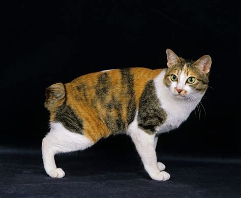 Feline 411 All About The Japanese Bobtail Cat Universty Of Cats