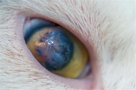 Cat eye problems are one of the most common health issues that felines face and they can cause permanent damage in a relatively short time if left untreated. Cat Eye Diseases - Causes, Symptoms and Treatment - FULL ...