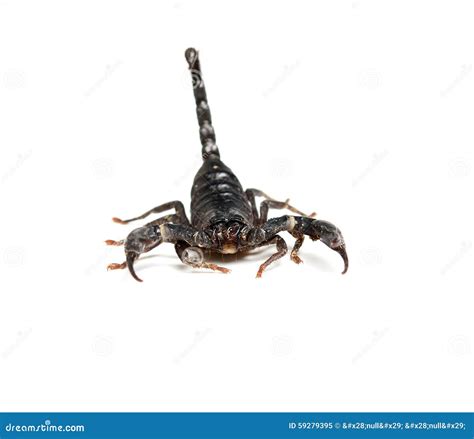 Close Up Of Black Scorpion In White Background Stock Image Image Of