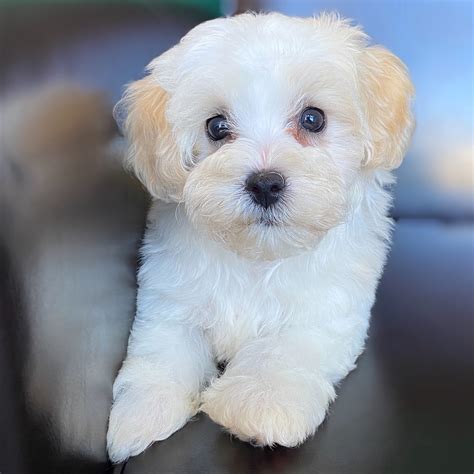 The age definition is as follows: MALTIPOO | MALE | ID:5517-CCS - Central Park Puppies