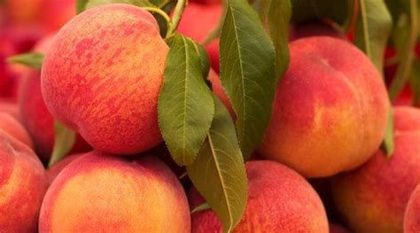peach growers ready for plentiful crop morning ag clips