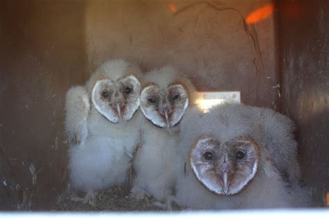 Barn Owls In Texas Barn Owl Box Company