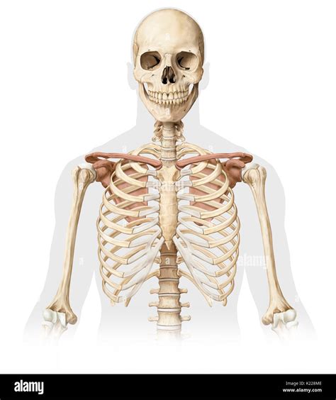 Upper Body Bones Hi Res Stock Photography And Images Alamy