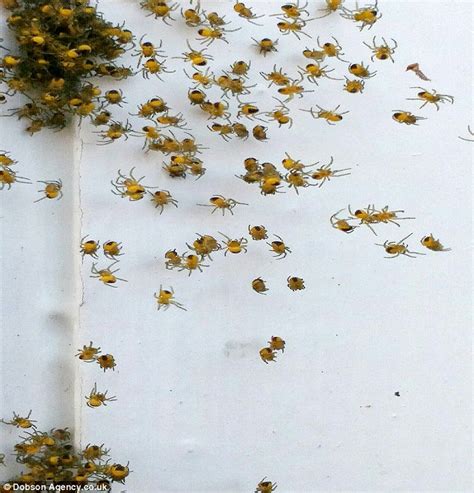 These spiders make huge orb webs that look fragile, but are actually strong and very efficient hunting tools. Clusters of baby yellow spiders spotted up and down the ...