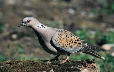 Burung tuwu atau kulik, atau asian koel (eudynamys scolopaceus), merupakan burung sejenis cuckoo atau termasuk dalam keluarga cuculidae. Jenis hutan dan merpati liar