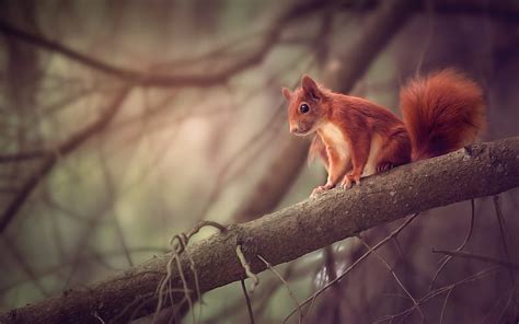 Squirrel Cute Red Veverita Animal Hd Wallpaper Peakpx